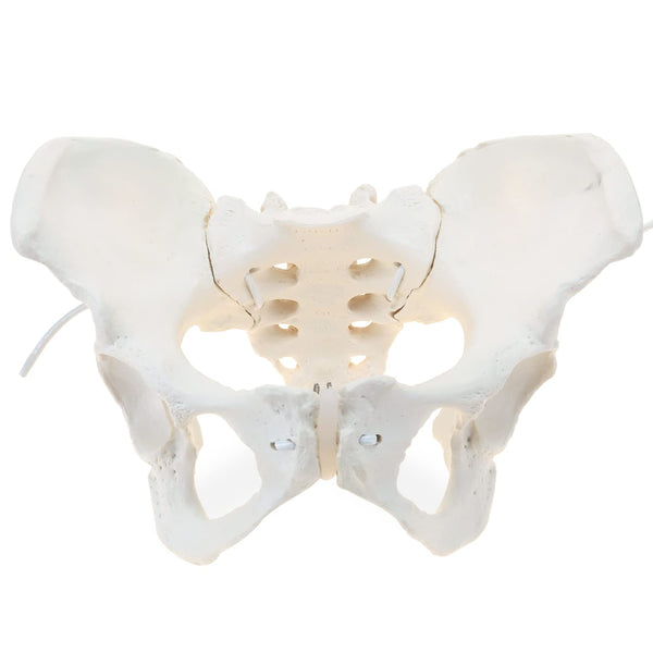 LYOU Life-Size Flexible Female Pelvis Model for Science Education, Obstetrics, Gynecology &