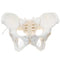 LYOU Life-Size Flexible Female Pelvis Model for Science Education, Obstetrics, Gynecology &