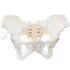 LYOU Life-Size Flexible Female Pelvis Model for Science Education, Obstetrics, Gynecology &