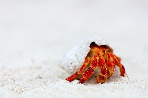 WM361670 36" 24" Wallmonkeys Hermit Crab Peel and Stick Wall Decals, W x H-Large