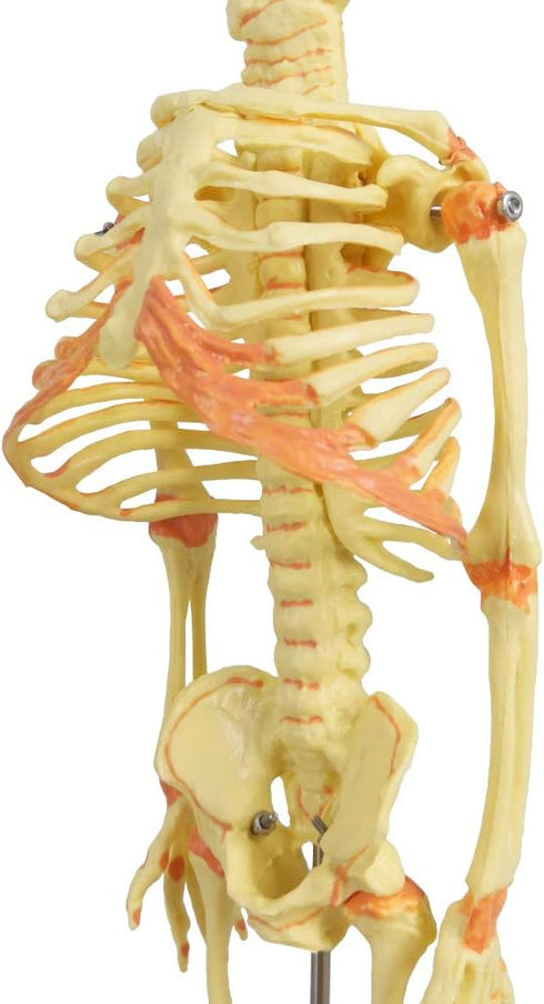 EVOTECH SCIENTIFIC Human Infant Skeleton Model, Twin-Skull, Human Fetus Skeleton W/Double-Skull Model for Medical Study