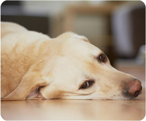 Gaming Mouse Pad - Yellow Labrador Retriever Non-Slip Rubber Mouse Pad for Computers, Personalized