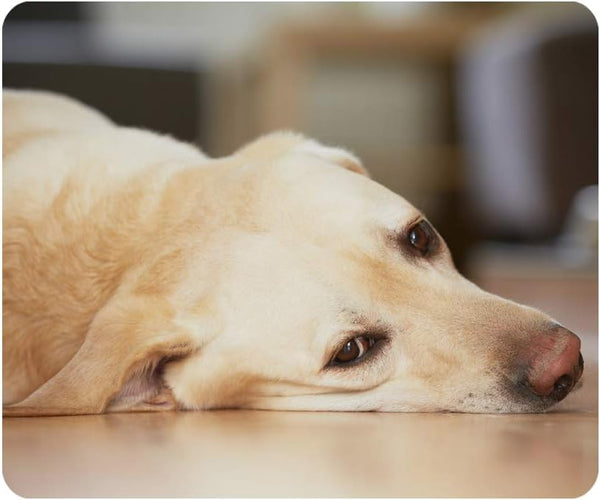 Gaming Mouse Pad - Yellow Labrador Retriever Non-Slip Rubber Mouse Pad for Computers, Personalized