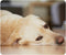 Gaming Mouse Pad - Yellow Labrador Retriever Non-Slip Rubber Mouse Pad for Computers, Personalized