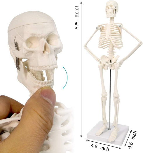17.7 NEW HORIZON Human Skeleton Model for Anatomy,Movable Arms Legs Bones Structures,Whole Spine Ribs Skeleton