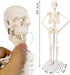 17.7 NEW HORIZON Human Skeleton Model for Anatomy,Movable Arms Legs Bones Structures,Whole Spine Ribs Skeleton