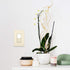 Legrand radiant NTL873LACC6 15 Amp Combination Adjustable LED Night Light, 3-Way Decorator Rocker Switch, Light Almond