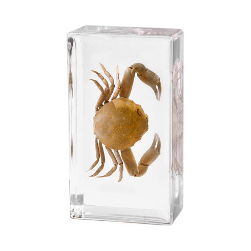 Aolowewin (2.9x1.6x0.9-inch) Taxidermy Crabs Conch, Oceans Animals - Sea Creatures Specimen in Resin for Closer-Look