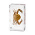 Aolowewin (2.9x1.6x0.9-inch) Taxidermy Crabs Conch, Oceans Animals - Sea Creatures Specimen in Resin for Closer-Look