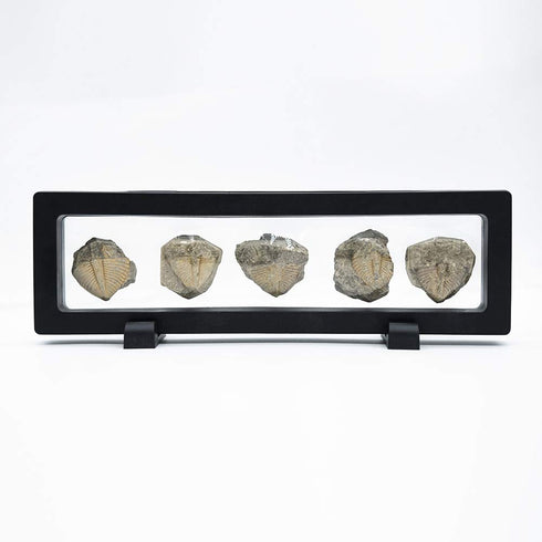 Lymhy Set 5 450 of Authentic Arthropod Real Trilobite Tail Fossil Rocks Kit Come Million Years ago for Collections