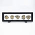 Lymhy Set 5 450 of Authentic Arthropod Real Trilobite Tail Fossil Rocks Kit Come Million Years ago for Collections