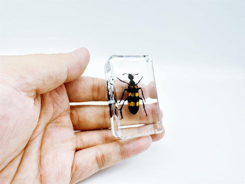 BETENSH 2.4*1.4*0.7 (No.40) Assorted Styles of Beetle and Insect Specimens, Clear Amber Resin Material Ideal for Kids'