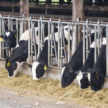 3dRose US48 TDR0743 6 Inch WA, Ebeys Landing Reserve, Whidbey Island Dairy Cows - - Trish Drury Ceramic Tile
