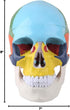 Walfront Human Skull Model, Anatomical Replica with Identification Card, Life Sized