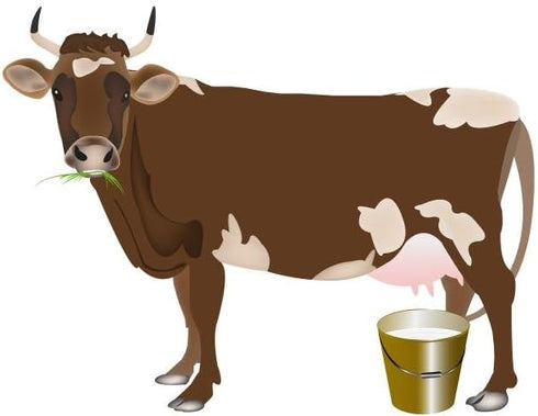 (36 36 WM251816 Wallmonkeys Dairy Cowvector Wall Decal Peel and Stick Animal Graphics in H x in W)
