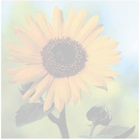 Sunflower Sticky Notes - Flower Floral Theme Design - Stationery Gift - Paper Memo Pad - Office Business School Supples
