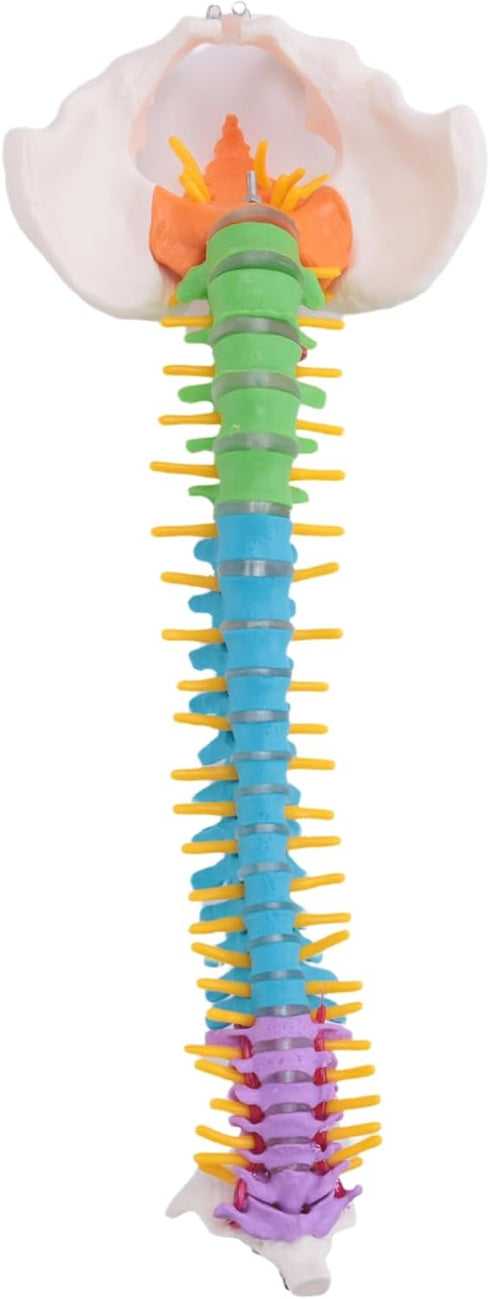 Luejnbogty 45Cm with Pelvic Human Anatomical Anatomy Spine Spinal Column Model Teaching Resources for Students
