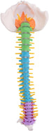 Luejnbogty 45Cm with Pelvic Human Anatomical Anatomy Spine Spinal Column Model Teaching Resources for Students