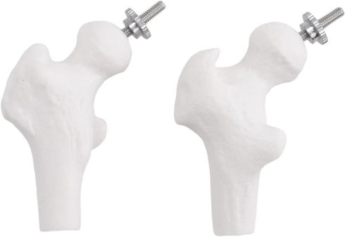 Luejnbogty 45Cm with Pelvic Human Anatomical Anatomy Spine Spinal Column Model Teaching Resources for Students