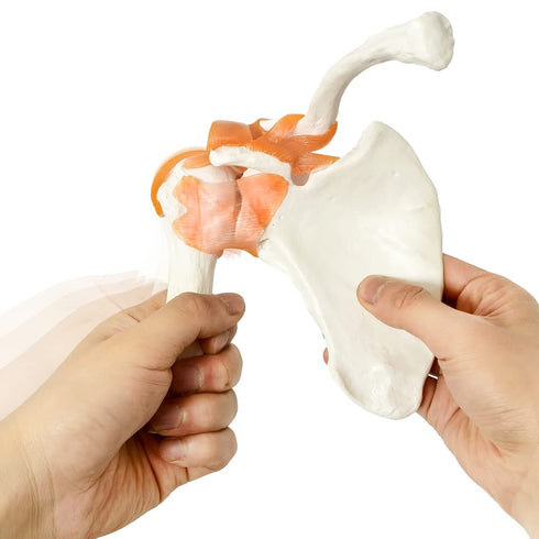 Anatomical Shoulder Joint Model Medical Anatomy Skeleton, Human Body Shoulder Ligament Model Anatomy Replica of Norma Shoulder Joint for Doctors Office Educational Tool,