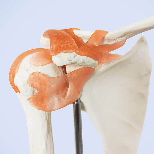 Anatomical Shoulder Joint Model, Medical Anatomy Skeleton, Human Body Ligament Replica for Doctors Office Educational