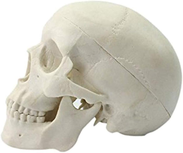 Ocean-Aquarius Mini Human Medical Anatomical Head Bone Skull Model, Educational Mini Model