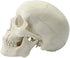 Ocean-Aquarius Mini Human Medical Anatomical Head Bone Skull Model, Educational Mini Model