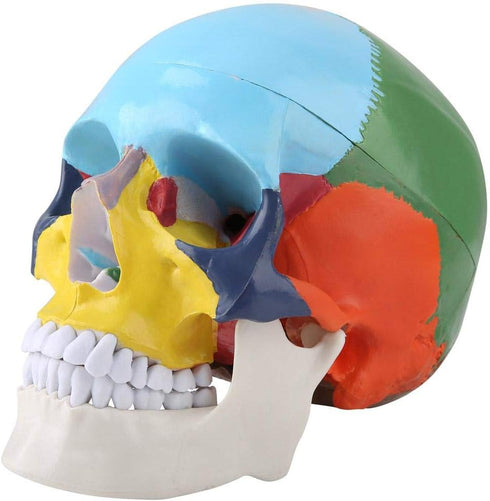 Walfront Human Skull Model, Anatomical Replica with Identification Card, Life Sized