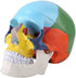 Walfront Human Skull Model, Anatomical Replica with Identification Card, Life Sized