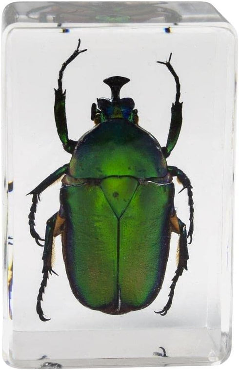 Celestron Real 3D Bugs in Clear Resin - 4pc Set of Wasp, Ant, Chafer, Beetle Specimens for Science Education