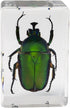 Celestron Real 3D Bugs in Clear Resin - 4pc Set of Wasp, Ant, Chafer, Beetle Specimens for Science Education