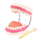 RONTEN Dental Teeth Care Model-Mouth Model for Speech Therapy, Enlarged 6 Times