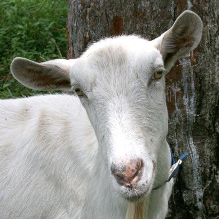 3dRose 12 Inch White saanen Dairy Goat doe tilt Head Photograph Ceramic Tile