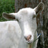 3dRose 12 Inch White saanen Dairy Goat doe tilt Head Photograph Ceramic Tile