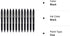 Pilot FriXion Ball Clicker Retractable Erasable Gel Pen, Fine Point, 0.7mm, Black Ink, 12 Count