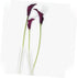 Set Floral Preservation Tubes for Fresh Flower Arrangements - Perfect for Roses and Carnations