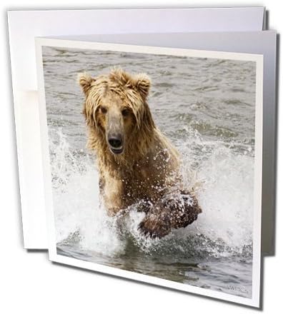 Bear cub chases Salmon, Katmai National Park, Alaska - Greeting Card, 6