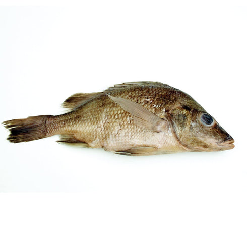 Anatomy Lab Perch Specimen for Dissection, 7-9 Inches, Plain Injection, Vacuum Pack of 10