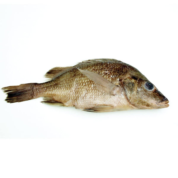 Anatomy Lab Perch Specimen for Dissection, 7-9 Inches, Plain Injection, Vacuum Pack of 10