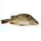 Anatomy Lab Perch Specimen for Dissection, 7-9 Inches, Plain Injection, Vacuum Pack of 10