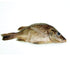 Anatomy Lab Perch Specimen for Dissection, 7-9 Inches, Plain Injection, Vacuum Pack of 10