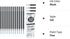 Vanstek 12 Black Erasable Gel Pen Refills, Compatible with FriXion & Friction Erasable Pens, Fine Point 0.7 mm