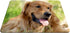 Dog Gaming Mousepad, Golden Retriever Theme Mouse Pad for Computer Desk Laptop Office 9.5 X 7.9 Inch Non-Slip Rubber