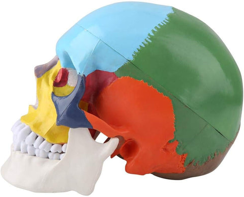 Walfront Human Skull Model, Anatomical Replica with Identification Card, Life Sized
