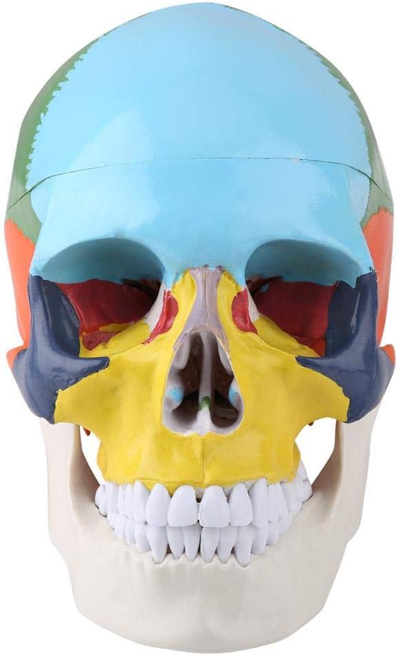 Walfront Human Skull Model, Anatomical Replica with Identification Card, Life Sized