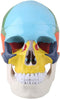 Walfront Human Skull Model, Anatomical Replica with Identification Card, Life Sized
