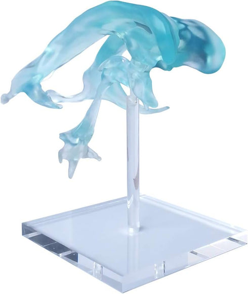 EVOTECH SCIENTIFIC Human Brain Ventricles Model for Medical Anatomy Teaching Learning, Students Learning Education