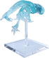 EVOTECH SCIENTIFIC Human Brain Ventricles Model for Medical Anatomy Teaching Learning, Students Learning Education