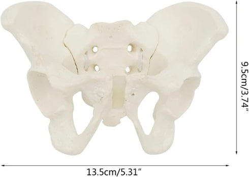 1:2 Pelvis Model - Flexible Female Pelvis Anatomy Model Human Skeleton Model Mini Hip Bone Pelvic Anatomical Model