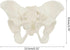 1:2 Pelvis Model - Flexible Female Pelvis Anatomy Model Human Skeleton Model Mini Hip Bone Pelvic Anatomical Model